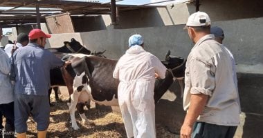 حملة تحصين شاملة لحماية الثروة الحيوانية من العترة الجديدة لفيروس الحمى القلاعية
