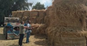 Agriculture: Rice Straw is a National Wealth if Properly Utilized - Youm7