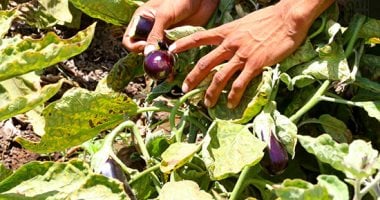 سحر الطبيعة في الريف.. بساطة وراحة بال