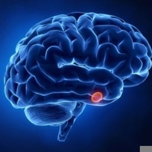 المفتاح والقفل.. كيف يعمل جهاز الغدد الصماء في الجسم؟ – الوطن