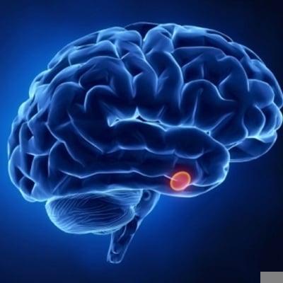 المفتاح والقفل.. كيف يعمل جهاز الغدد الصماء في الجسم؟ – الوطن