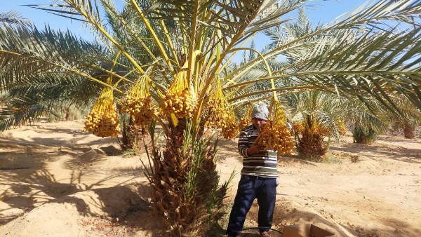 تخصيص حصة مجانية للوديان.. جني 65 فدانا من البلح البارحي بمزارع تعمير جنوب سيناء..فيديو