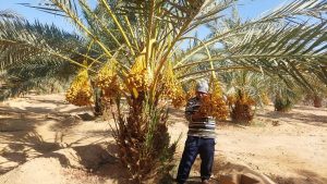 تخصيص حصة مجانية للوديان.. جني 65 فدانا من البلح البارحي بمزارع تعمير جنوب سيناء..فيديو