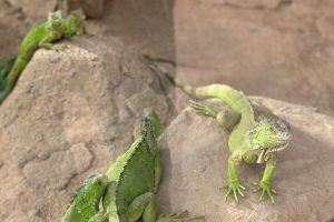 "Content Tourism" Issues Warnings About Harm to Reptiles in Southern Morocco