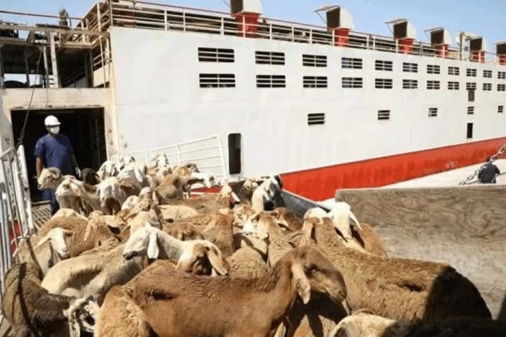 قطاع الثروة الحيوانية متماسك في السودان رغم حالة الحرب