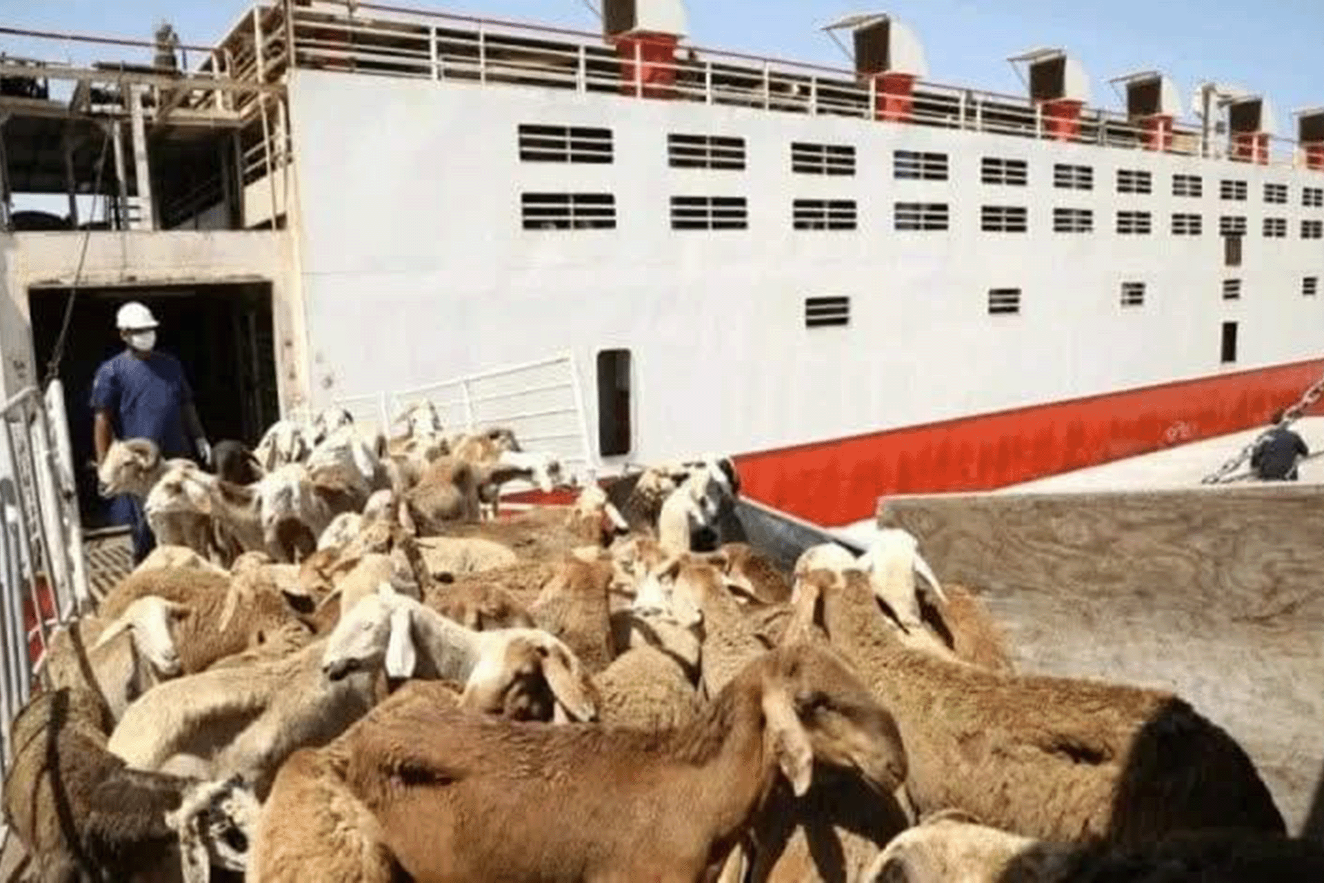 قطاع الثروة الحيوانية متماسك في السودان رغم حالة الحرب