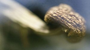 جامعة سويدية تختبر تأثير مادة في “الفطر السحري” على مرضى فقدان الشهية العصبي