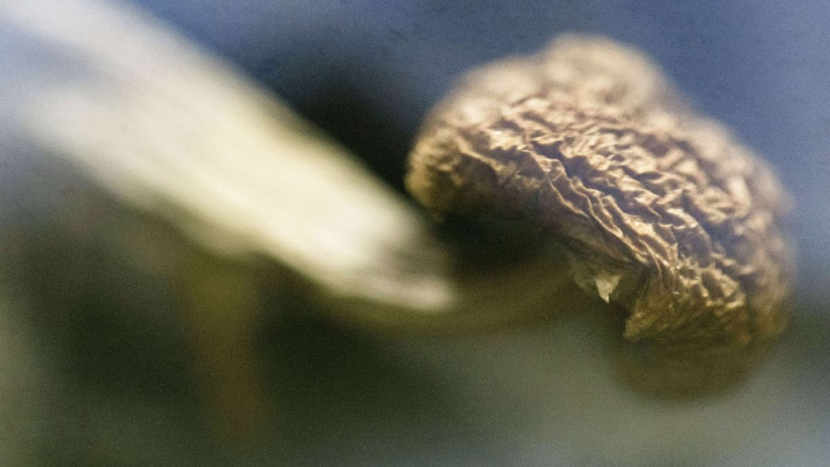 جامعة سويدية تختبر تأثير مادة في “الفطر السحري” على مرضى فقدان الشهية العصبي