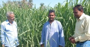 Séminaires de sensibilisation et recommandations techniques pour les cultivateurs de canne à sucre à Louxor pour garantir une productivité optimale