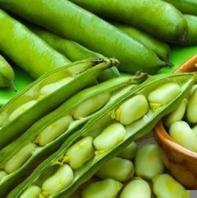 فوائد الفول الأخضر في تعزيز صحة العظام – الوطن