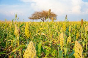 دعوات لعدم إدخال الماشية إلى المزارع قبل الحصاد بشرق دارفور