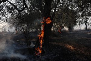 Organisation météorologique mondiale : les incendies de forêt aggravent la crise mondiale de la pollution de l'air