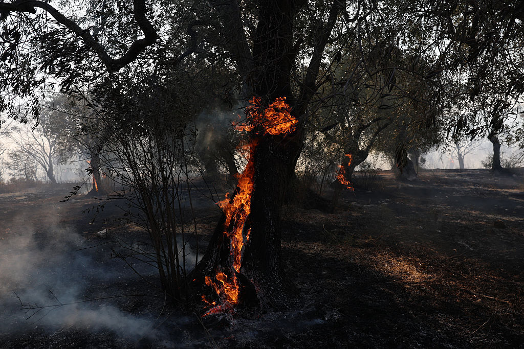 هيئة الأرصاد الجوية الأممية: حرائق الغابات تفاقم أزمة تلوث الهواء عالميا
