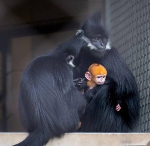 Naissance rare d'un singe orange dans un zoo américain