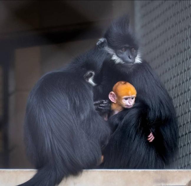 ولادة نادرة لقرد برتقالي في حديقة أمريكية