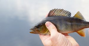 Le troisième aliment le plus sain au monde : bienfaits et préparation du merlan océanique
