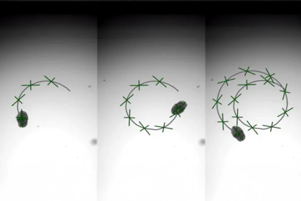 روبوتات بيولوجية مصممة من خلايا الرئة البشرية