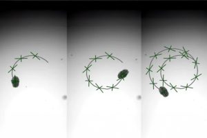 Biological Robots Designed from Human Lung Cells