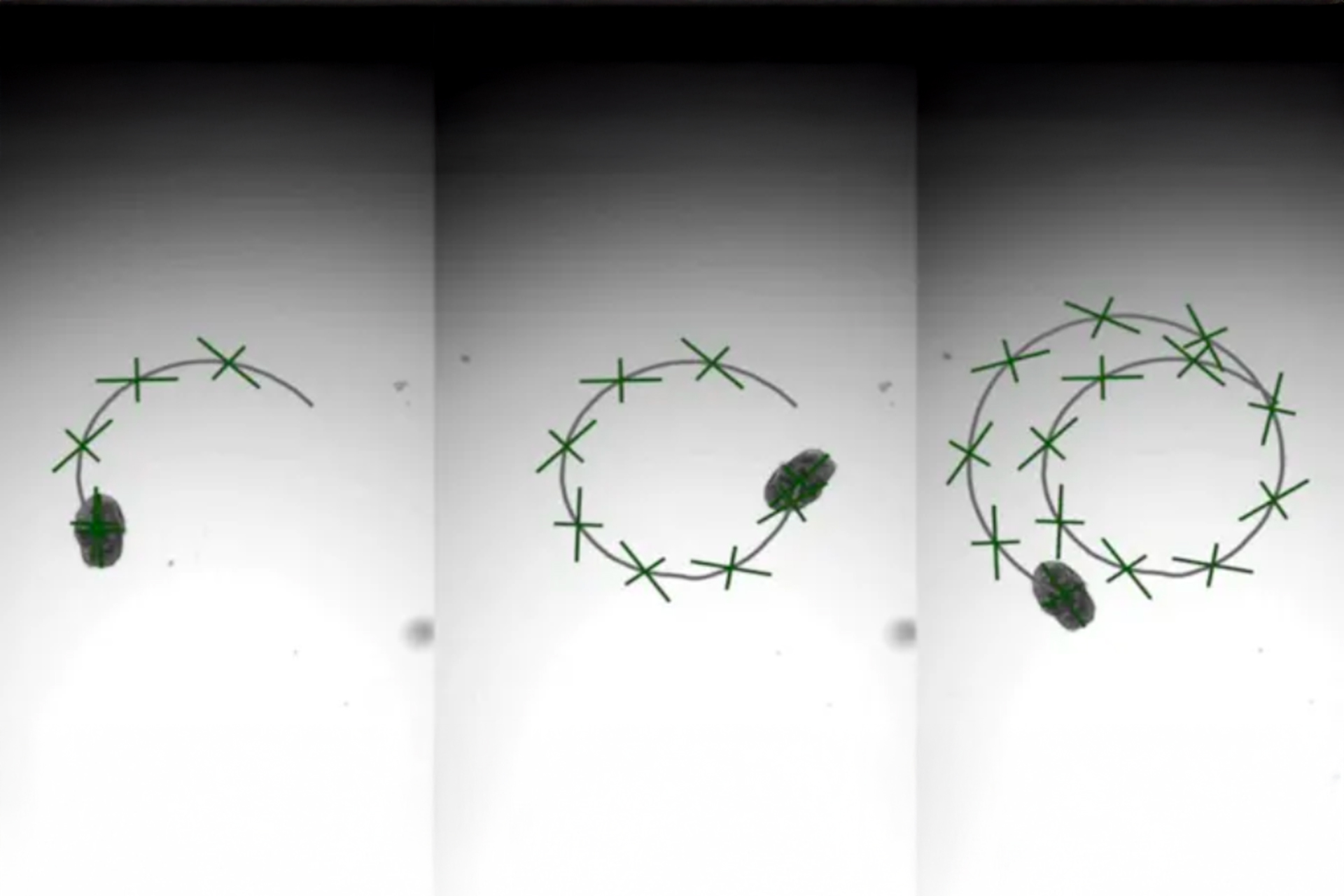روبوتات بيولوجية مصممة من خلايا الرئة البشرية