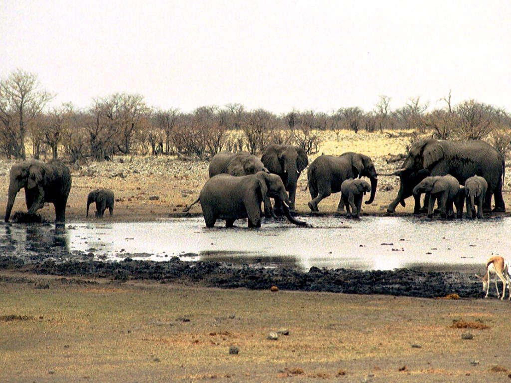 ناميبيا تنشر الجيش لمكافحة حريق في أكبر محمياتها الطبيعية