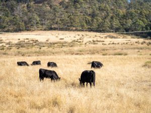 دراسة: قطاع الزراعة مصدر رئيسي لغازات الدفيئة يتم إغفاله