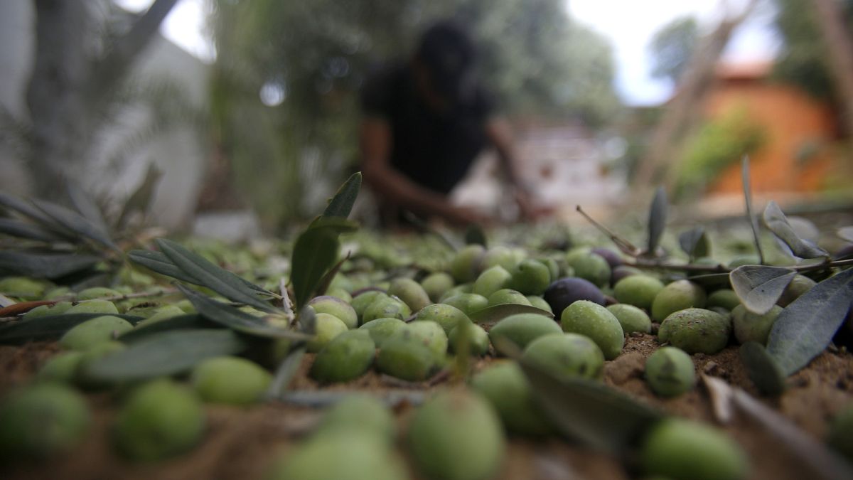 دراسة: حمض دهني شائع يعزز قدرة الجسم على مكافحة السرطان