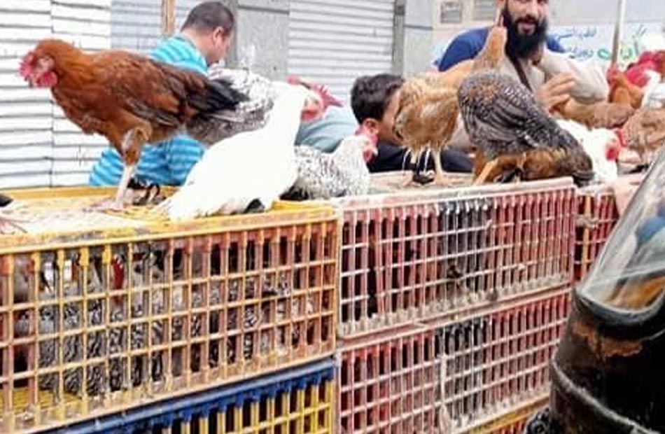 الفراخ البيضاء بـ 75 جنيها للمستهلك.. أسعار الدواجن والطيور في الأسواق اليوم الأحد 12 أكتوبر – بوابة الأهرام