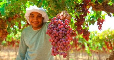 لا تتخلص من بذور العنب.. فوائد صحية غير متوقعة
