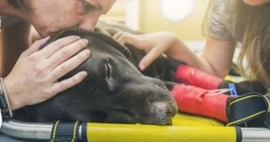 شاب يوثق لحظة شفاء كلبته من السرطان بعد بتر ساقها.. فيديو وصور