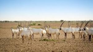 Interdiction de la possession ou de l'utilisation d'armes et d'outils de chasse dans les réserves naturelles