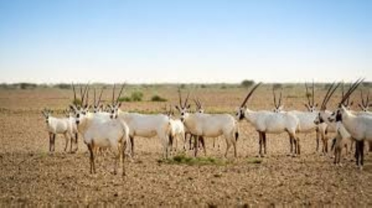 منع حيازة أو استخدام الأسلحة وأدوات الصيد في المحميات