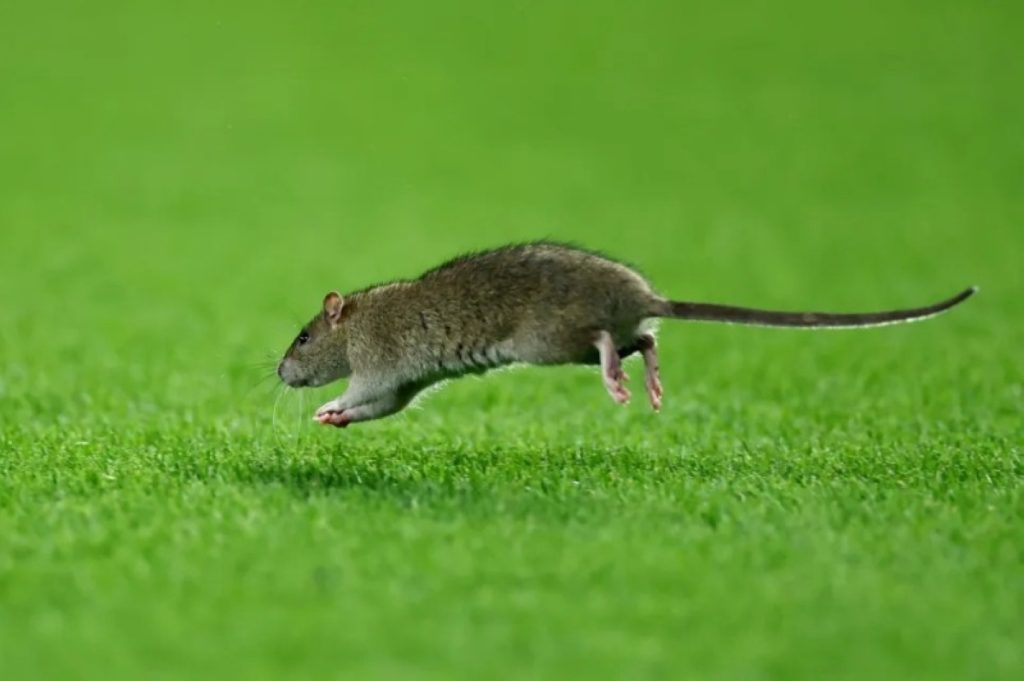 "Une souris" esquive Courtois... et interrompt le match Pays de Galles - Belgique !