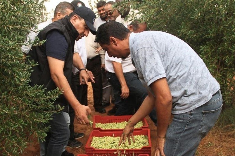 انطلاق موسم جني الزيتون بالمشاريع التابعة لجهاز استثمار مياه النهر الصناعي.