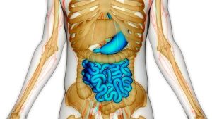 نصيحة العلماء: أطعم ميكروباتك المعوية جيدا لتعتني بك