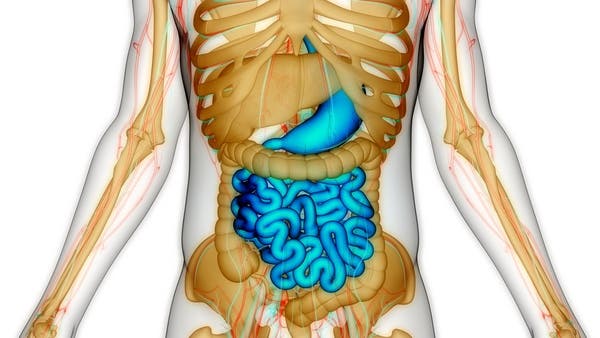 نصيحة العلماء: أطعم ميكروباتك المعوية جيدا لتعتني بك