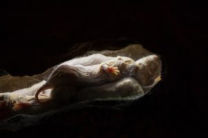 "L'animal le plus étrange de la nature" détient le secret de la longévité !