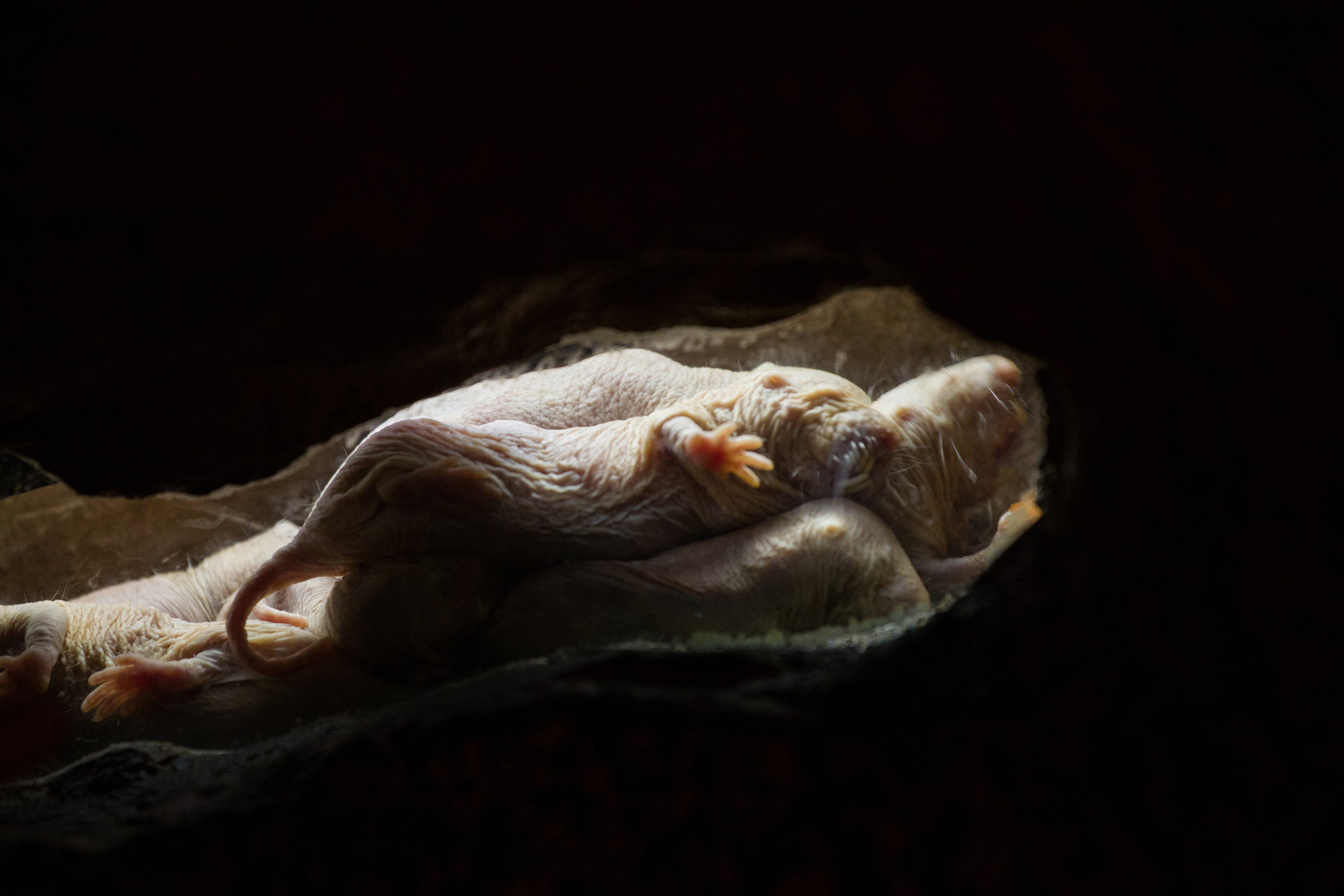 "L'animal le plus étrange de la nature" détient le secret de la longévité !