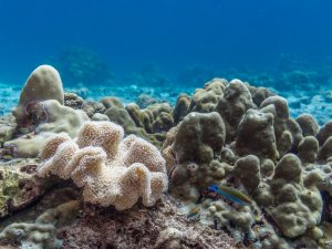 Des scientifiques alertent sur le point de basculement critique des récifs coralliens