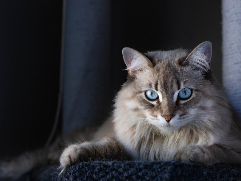 ترى مالا نرى وتسمع مالا نسمع.. ما سر غموض القطط؟