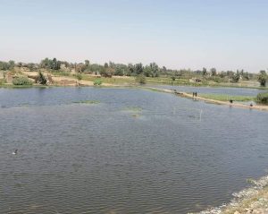 وزير الزراعة: معدلات نفوق الماشية بمناطق طرح النهر محدودة جدًا