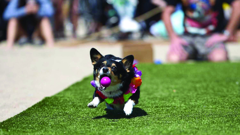 إيرادات قياسية لـ “ضريبة الكلاب” في ألمانيا