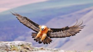 Study Reveals: Eagles Were "Thieves" Throughout History