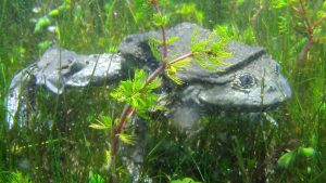 بسبب خُرافة شعبية.. مُسنة صينية تبتلع 8 ضفادع حيَة لتخفيف آلام الظهر!